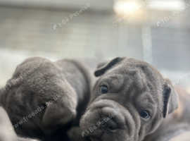 Frenchie x shar pei