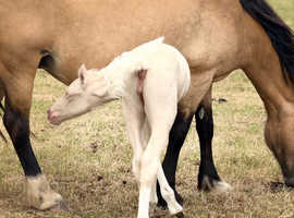 Cremello welsh d filly