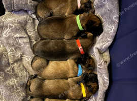 Malinois puppy