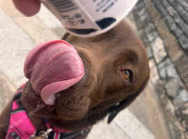 Chocolate Labrador