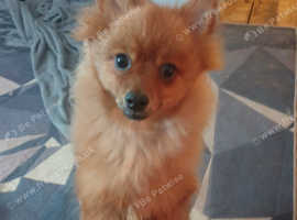 1 boy puppy for sale