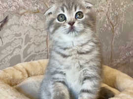 (2 LEFT) OUTSTANDING TICA ACTIVE KITTENS (READY NOW)