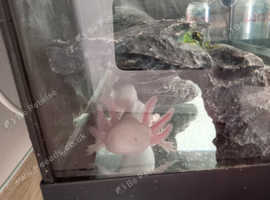 Albino juvenile axolotl