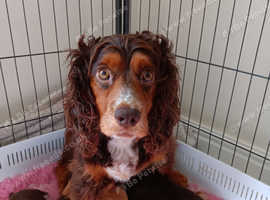 Working Cocker Spaniels Puppies KC registered