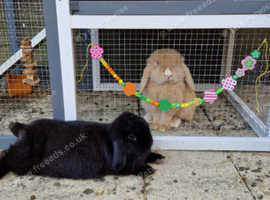 Buck mini lop for sale 8 months old