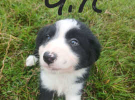 BORDER COLLIES PUPS