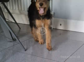Quality Airedale terriers for sale