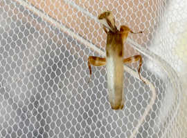 Adult Male Orchid mantis