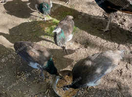 Indian Blue peacocks and peahens for sale