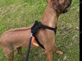 Beautiful Rhodesian Ridgeback