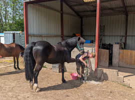 Part loan of 16hh Welsh D in Pensford