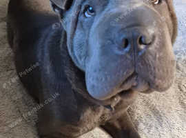 Blue male Sharpei