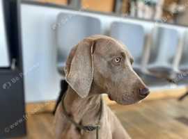 Perfect Weimaraner bitch