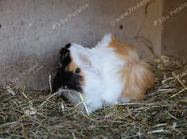 Peruvian Baby Boar for Sale.