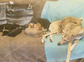 Lurcher Dogs And Puppies For Sale And Rehome In Babbington Find
