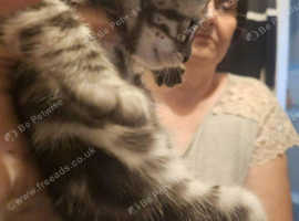 Full Pedigree Bengal Kittens