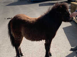 Filly registered miniature filly