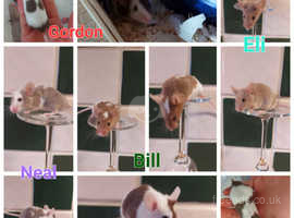 5 rescue male mice for adoption