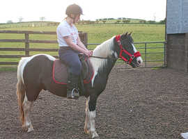 Cracking coloured pony for sale