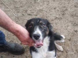 Border colie need rehoming asap