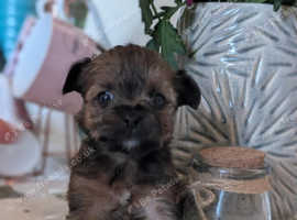 Yorkshire terrier tea cup