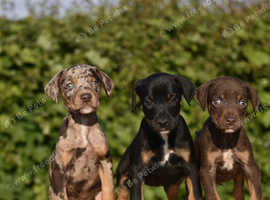 Unique hybrid dobermann puppies