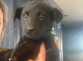 Labrador x shepherd puppies. Health tested parents