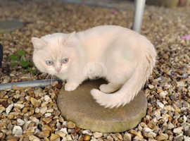 Stud munchkin cat British Shorthair