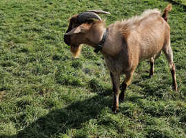Bill goat