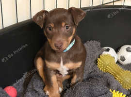 Jack Russell Puppies READY NOW