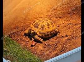 Tortoise and enclosure for sale