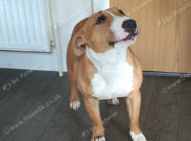 English bull terrier/staffy female