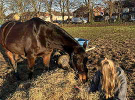 New forest x tb for sale
