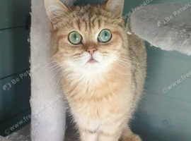 Loving Lapcat Pedigree Golden British Shorthair.