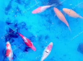 9 goldfish for sale