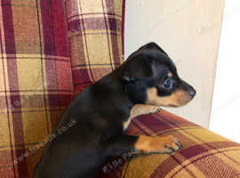 Micro mini pinscher for hot sale sale