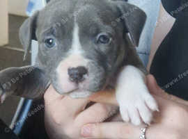 Blue Staffordshire bull terrier puppies