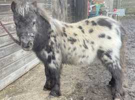 BLACK LEOPARD SPOTTED MINIATURE COLT 28"