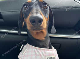Beautiful Female Dachshund