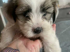 Lhasa apso x Lhasa apso x terrier