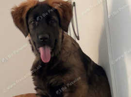 Belgian Mali x Cane Corso