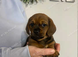 Beautiful pug x miniature dachshund pups