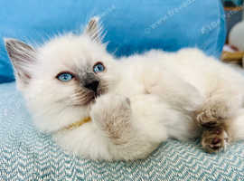 Beautiful Ragdoll kittens ready to leave next week