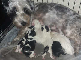 Puppies for sale