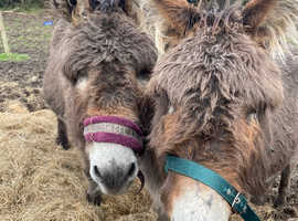 Pair of gelding donkeys