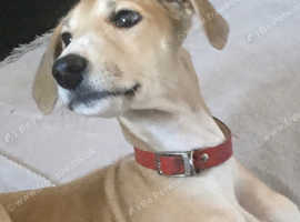 Beautiful Lurcher bitch