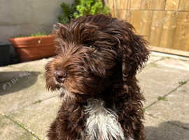 Portugese Water Dog Puppy