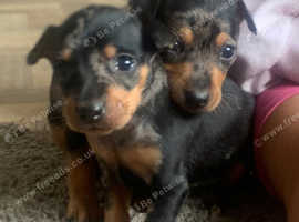 RARE BLACK & TAN MERLE BEAUTIFUL MINIATURE PINSCHER GIRL