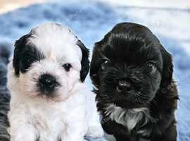 **1 BOY 1 GIRL SHIH TZU PUPPIES LEFT**
