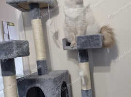 fluffy little ragdolls